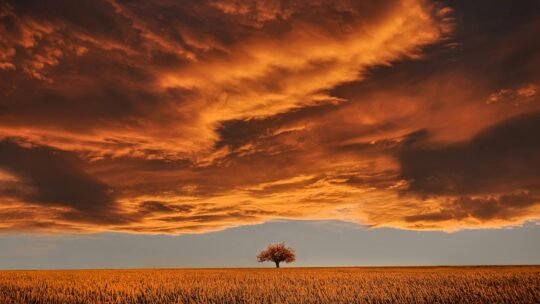 Serene landscape with a single tree against a dramatic orange twilight sky.