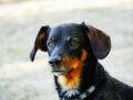 A detailed portrait of a mixed breed dog with black and brown fur in a natural outdoor setting.