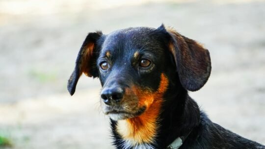 A detailed portrait of a mixed breed dog with black and brown fur in a natural outdoor setting.