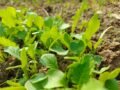 Bright green seedlings sprouting in the fertile soil of Pathartal, India.