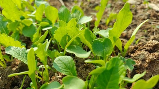 Bright green seedlings sprouting in the fertile soil of Pathartal, India.
