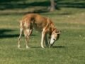 A senior dog curiously sniffs the grass on a sunny day in Bibra Lake Park, Perth.