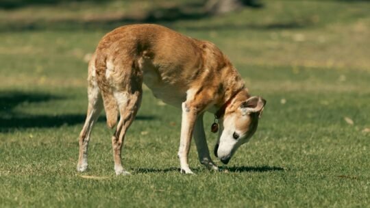 A senior dog curiously sniffs the grass on a sunny day in Bibra Lake Park, Perth.